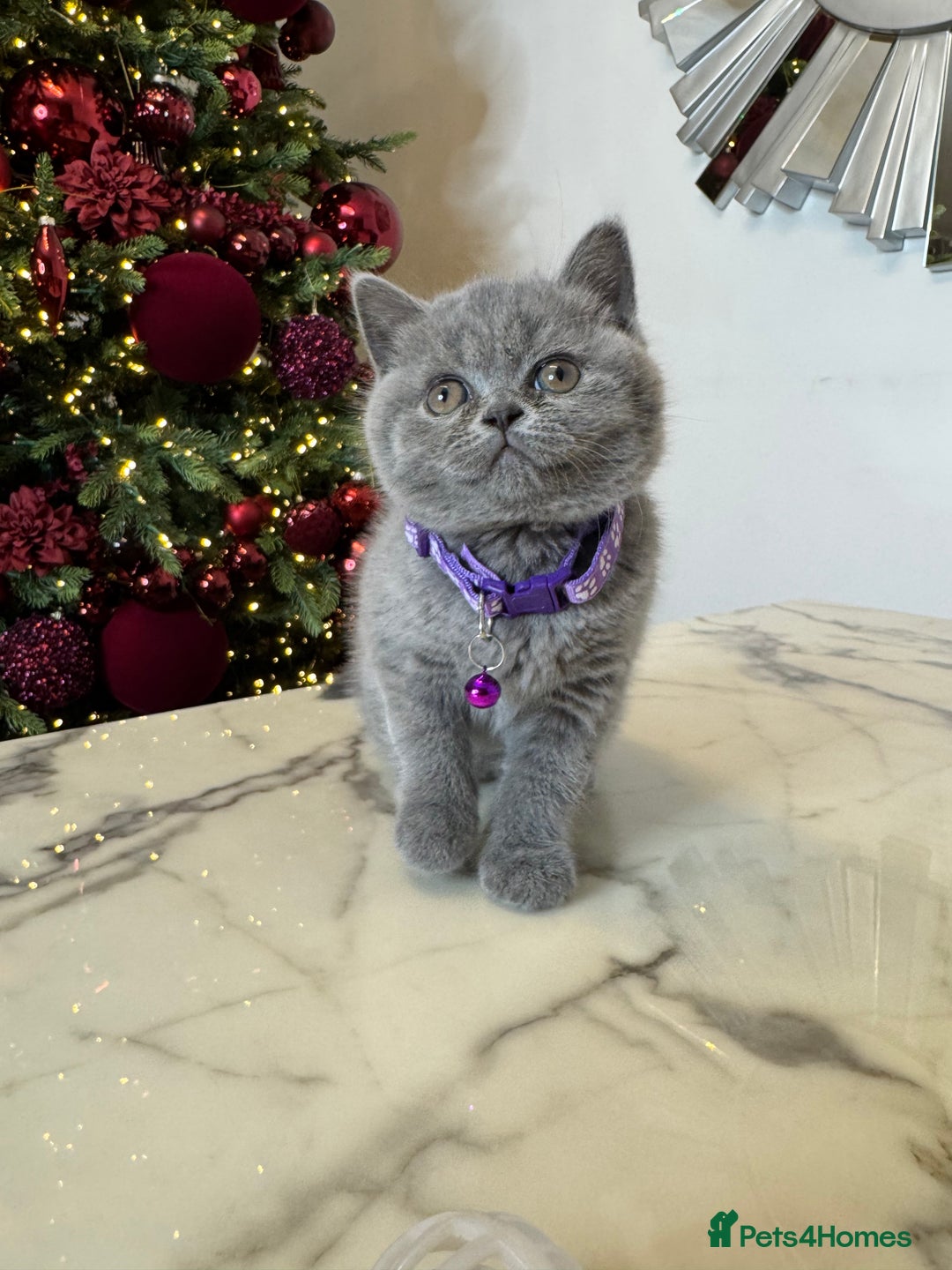 British Shorthair cats for sale: British Shorthair girl - Advert 3