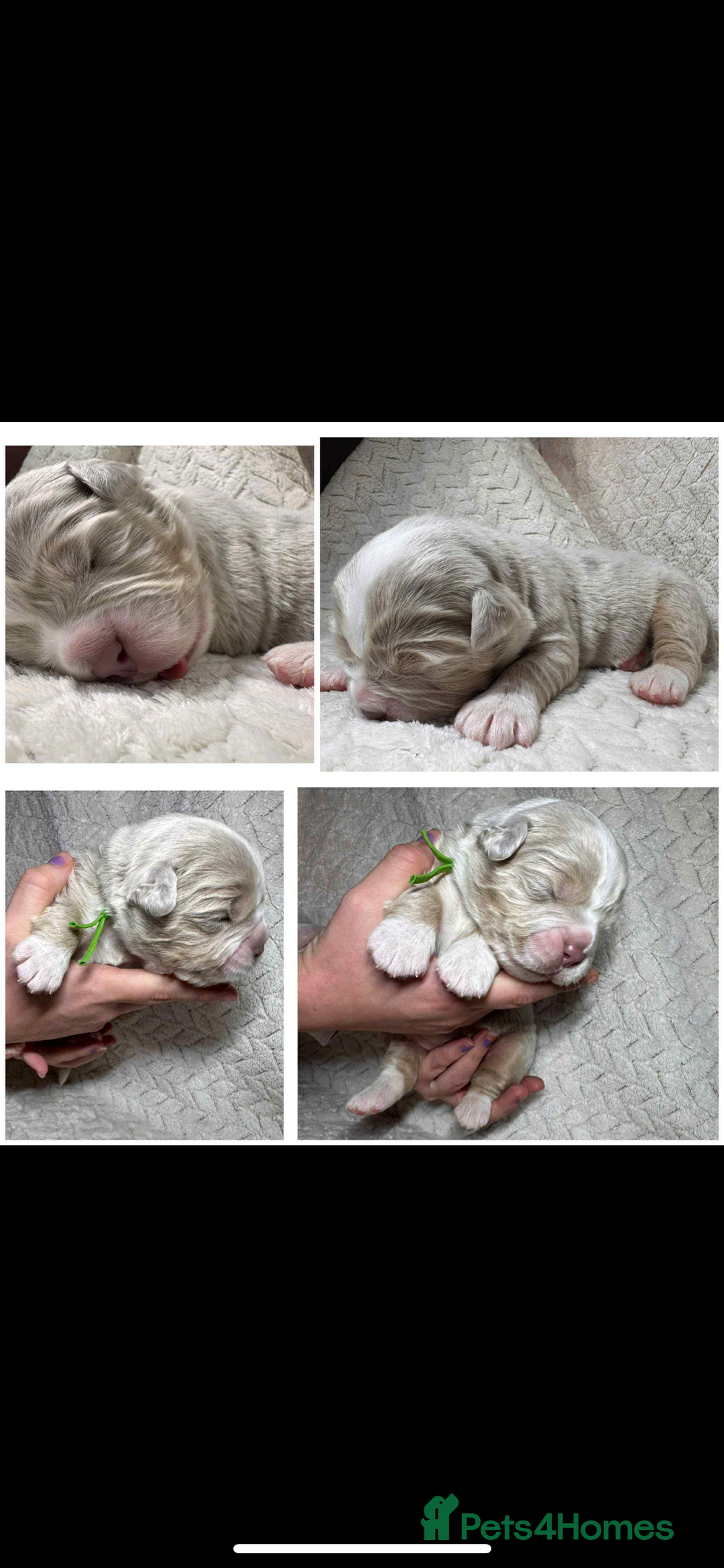 Old Tyme Bulldog dogs for stud: Stunning Visual Fluffy Chocolate Merle - Advert 4