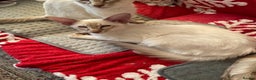Balinese cats for sale: Lilac tabby Balinese kitten - Advert 6