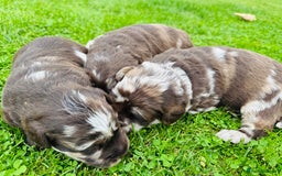 Labradoodle dogs for sale: Chocolate Merle Labradoodle Babies 🐾🐾🐾 - Image 2