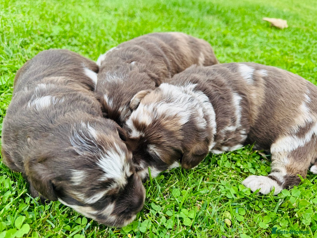Labradoodle dogs for sale: Chocolate Merle Labradoodle Babies 🐾🐾🐾 - Image 2