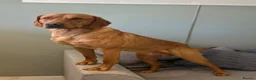 Labrador Retriever dogs for stud: 0/0 HIP & ELBOWS FULLY, HEALTH TESTED - Advert 3