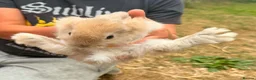 Mini Lion Lop rabbits for sale: lion lop bunnies  - Advert 16