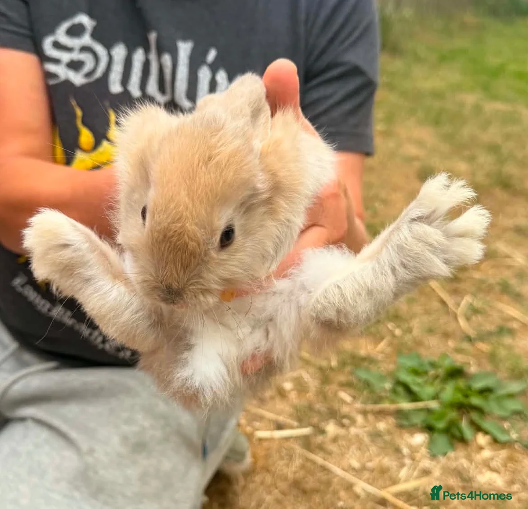 Mini Lion Lop rabbits for sale: lion lop bunnies  - Advert 16