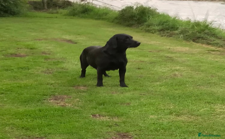 Labrador Retriever dogs - Advert 6