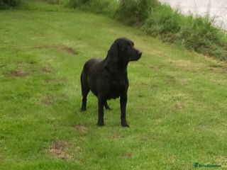Labrador Retriever dogs Fox red, yellow & black working Labrador puppies - Advert 17