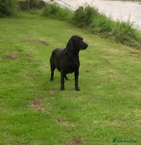 Labrador Retriever dogs - Advert 1