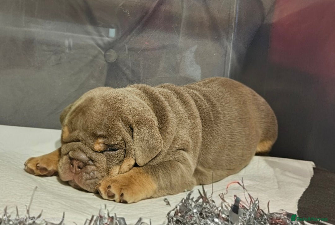 English Bulldog dogs for sale: 4 KC registered English bulldogs  - Advert 11