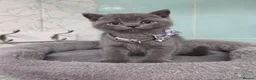 British Shorthair cats for sale: Beautiful British Shorthair Kittens for LovingHome - Advert 10