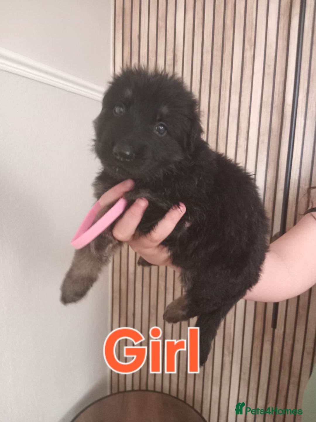 German Shepherd dogs for sale: 💥 chunky German Shepherd's 💥 - Image 7