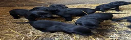 Springador dogs for sale: Beautiful Black Springador puppies for sale. in Okehampton - Advert 5