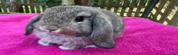 Mini Lop rabbits for sale: 3 lovely & friendly pure mini lops  - Advert 3