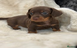 Miniature Dachshund dogs for sale: Stunning mini smooth dachshund pups  - Image 21