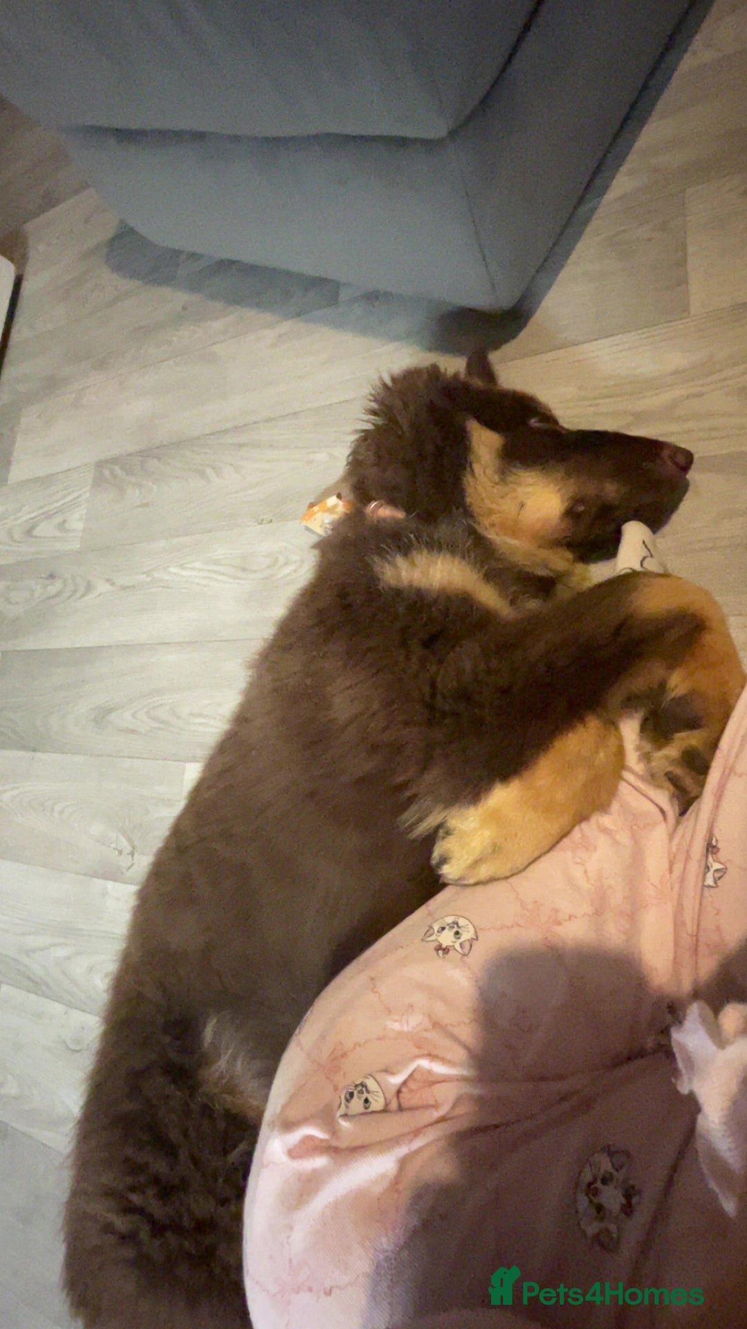 German Shepherd dogs for sale: Queenie a liver German shepherd  - Advert 4