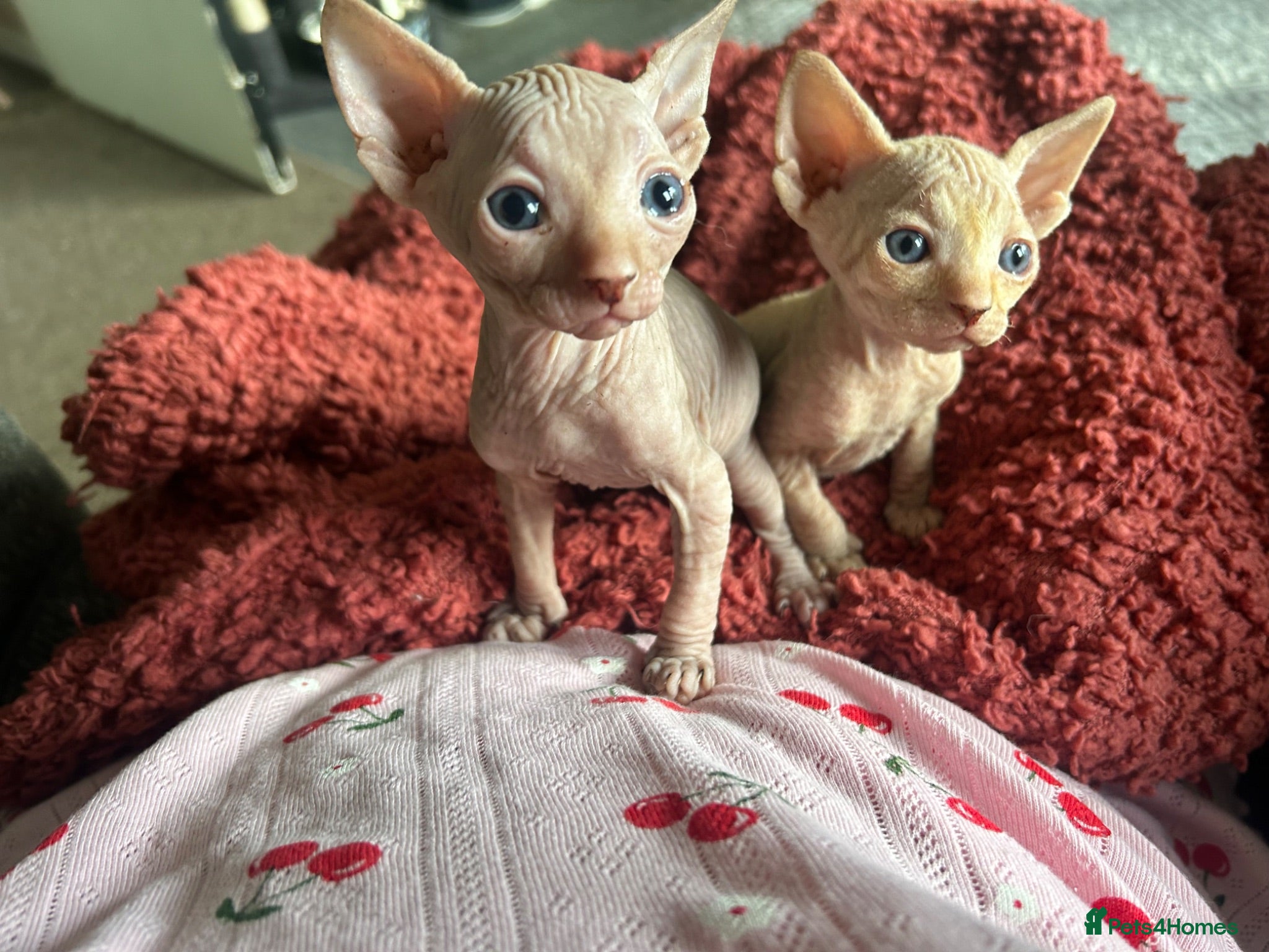 Sphynx cats Pink Canadian sphyx - Advert 5