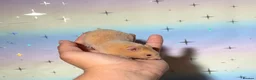 Hamster rodents for sale: STUNNING TAME PEDIGREE SYRIAN HAMSTERS - Advert 3
