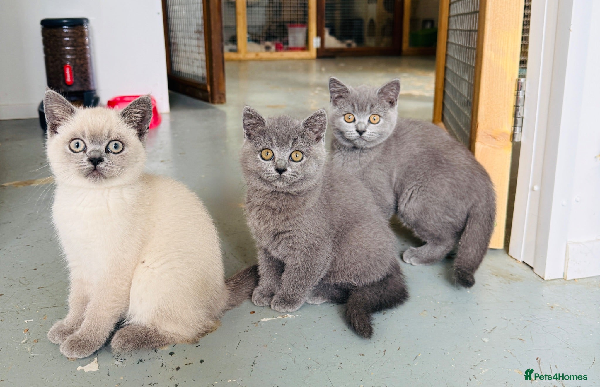 British Shorthair cats GCCF registered beautiful BSH kittens  - Advert 2