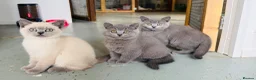 British Shorthair cats for sale: GCCF registered beautiful BSH kittens  - Advert 1