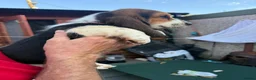 Basset Hound dogs for sale: Long haired basset hound puppies in Port Talbot - Advert 7
