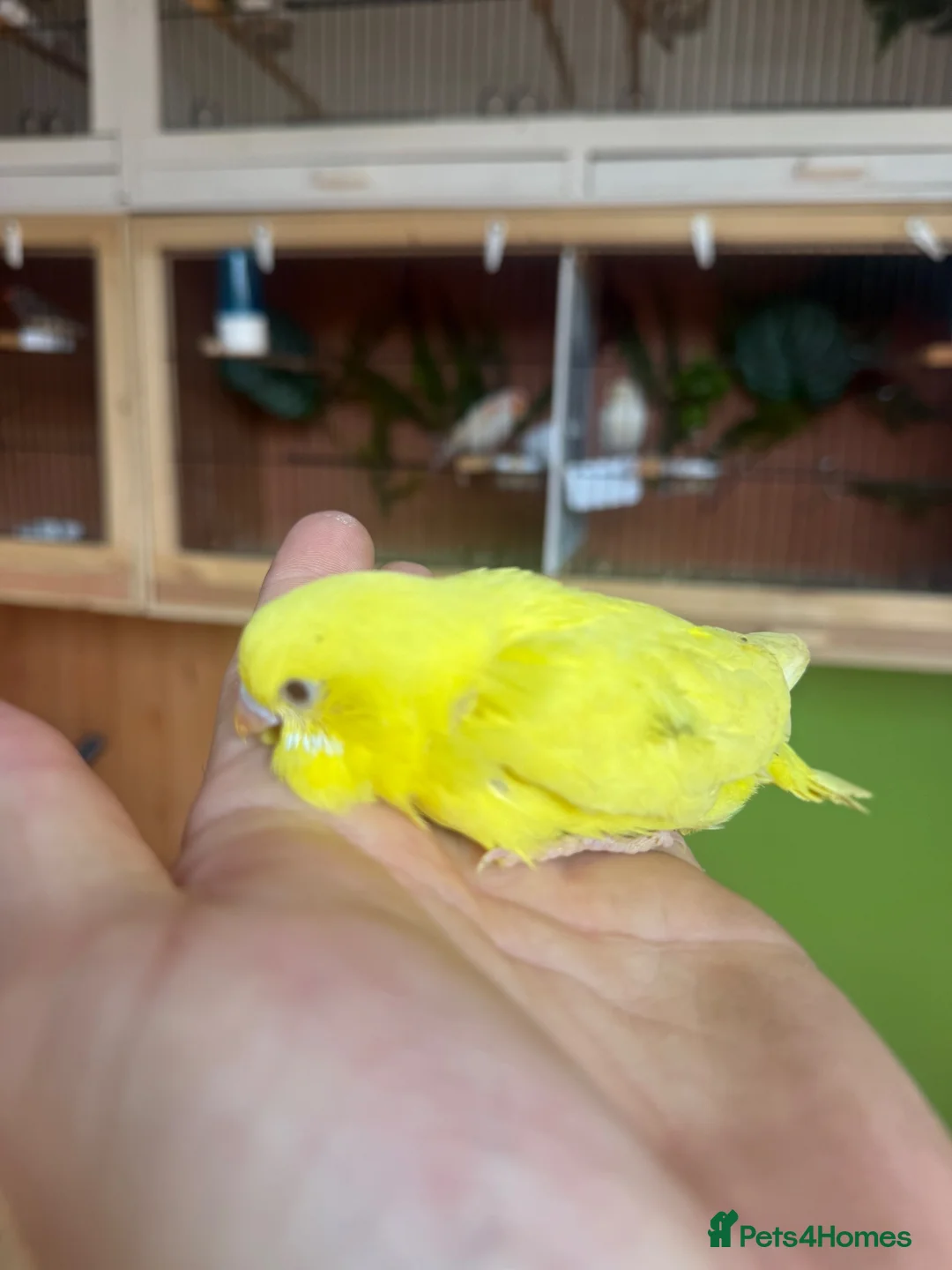Budgerigars birds for sale: Baby budgies weeks old  - Advert 5