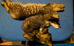 Mixed Breed cats for sale: Fluffy kittens mums part maincoon - Image 5