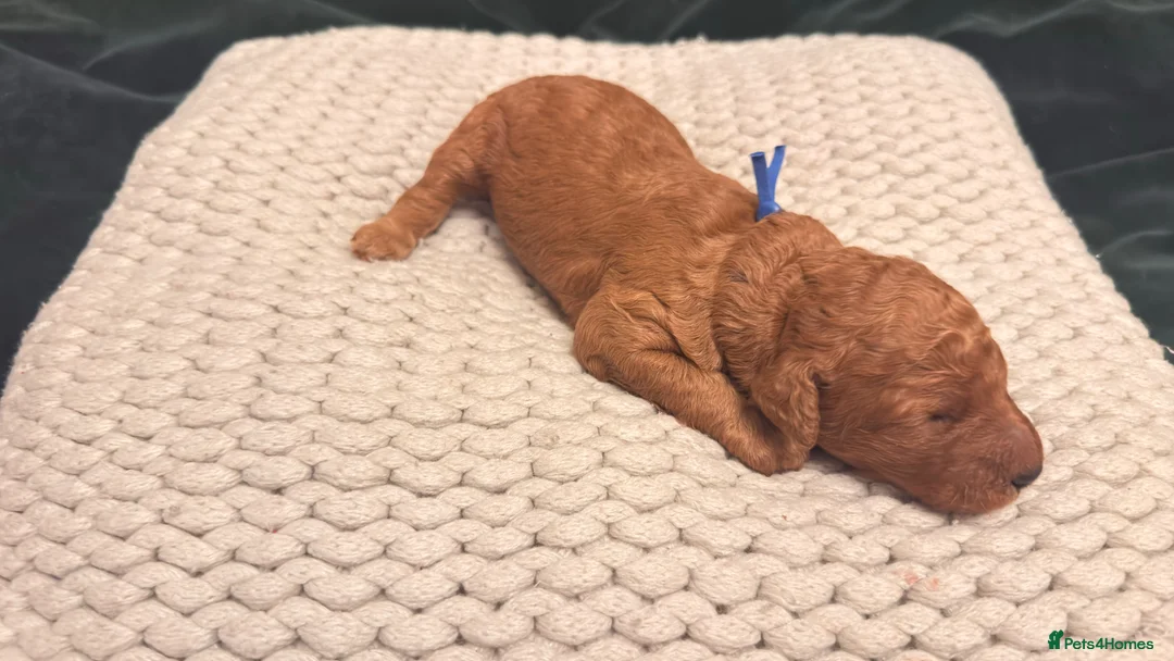 Standard Poodle dogs for sale: KC Standard poodle puppies - RED in Bath - Advert 2