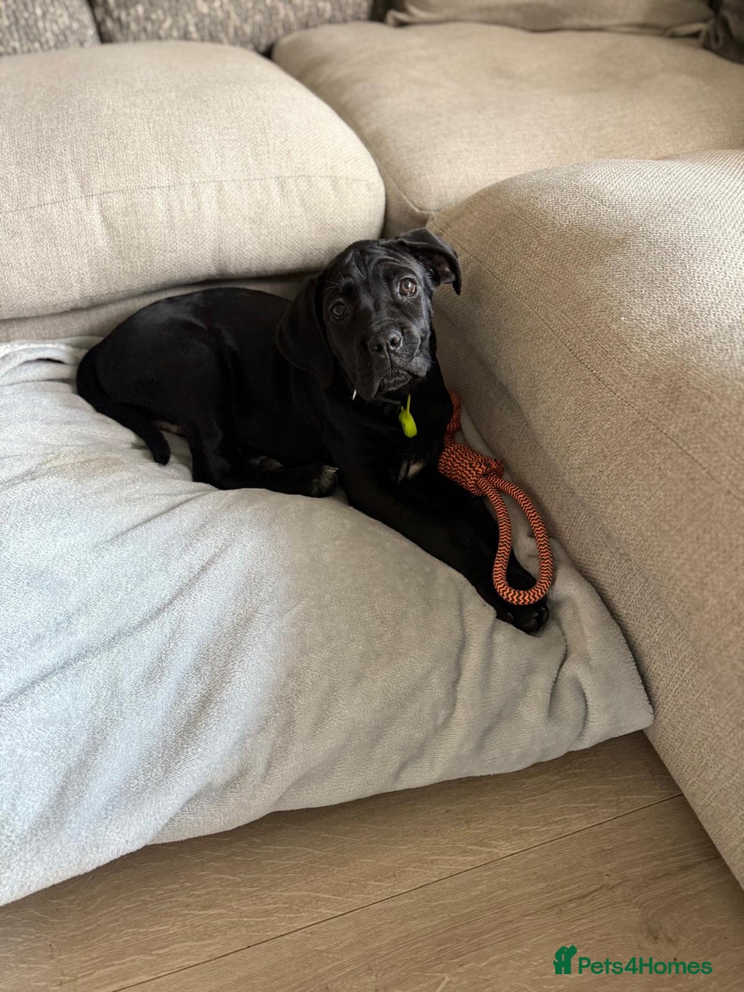 Cane Corso dogs for sale: Cane Corso puppy 4 months old  - Advert 3