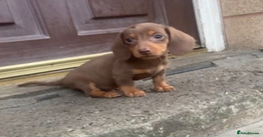 Miniature Dachshund dogs - Advert 13