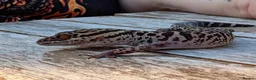Gecko reptiles for sale: Bawangling Pair of Cave Geckos in Cheltenham - Advert 5