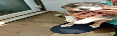 Border Collie 5