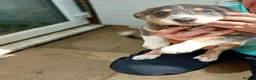 Border Collie dogs for sale: Bevy of Beautiful Border Collies in Worthing - Advert 6