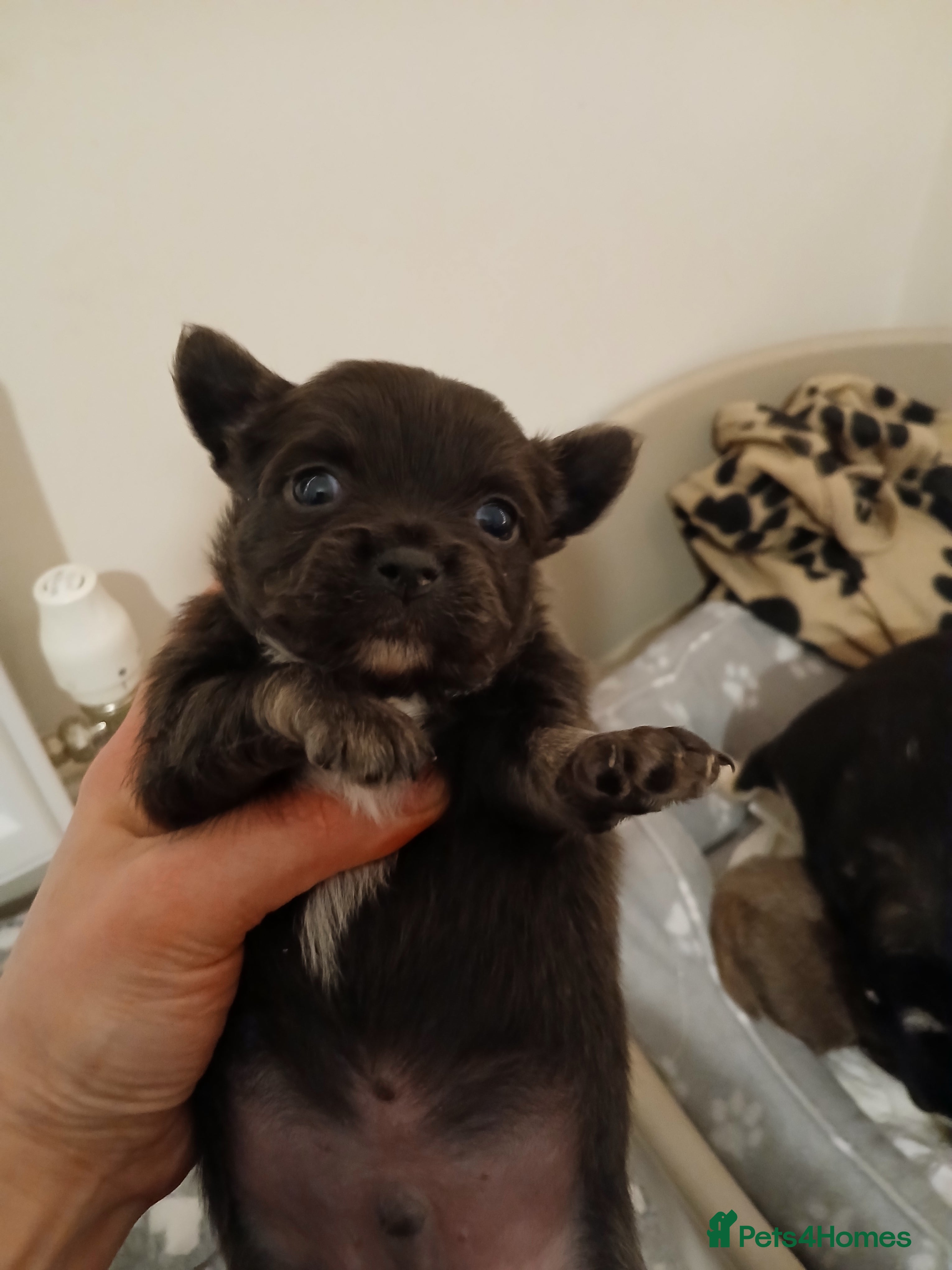 Chihuahua dogs Last little boy - Advert 1