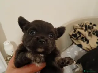 Chihuahua dogs Last little boy - Advert 1