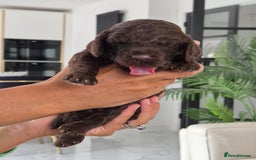 Cockapoo dogs for sale: Absolutely beautiful F1 Cockapoos  - Image 4