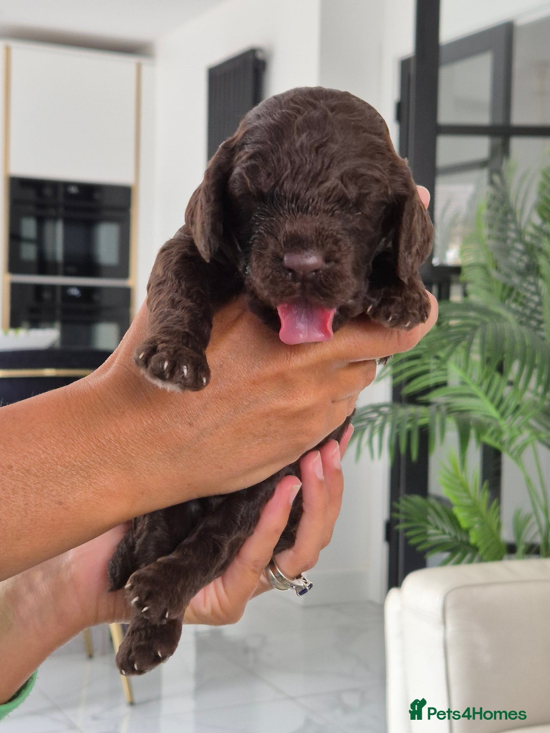 Cockapoo dogs for sale: Absolutely beautiful F1 Cockapoos  - Image 4