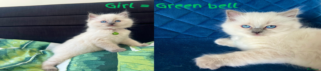 💚Girl = Green Bell