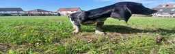 Mixed Breed dogs for sale: KC Basset Hound x KC German Shorthaired Pointer  - Advert 25