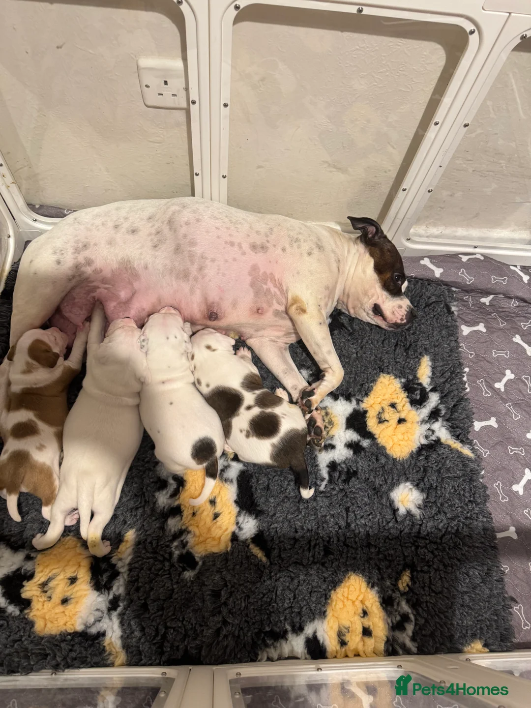 Staffordshire Bull Terrier dogs for sale: Stafford bull terrier female one left - Advert 4