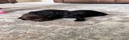 Cocker Spaniel dogs for sale: Working cocker spaniels for sale  - Advert 4