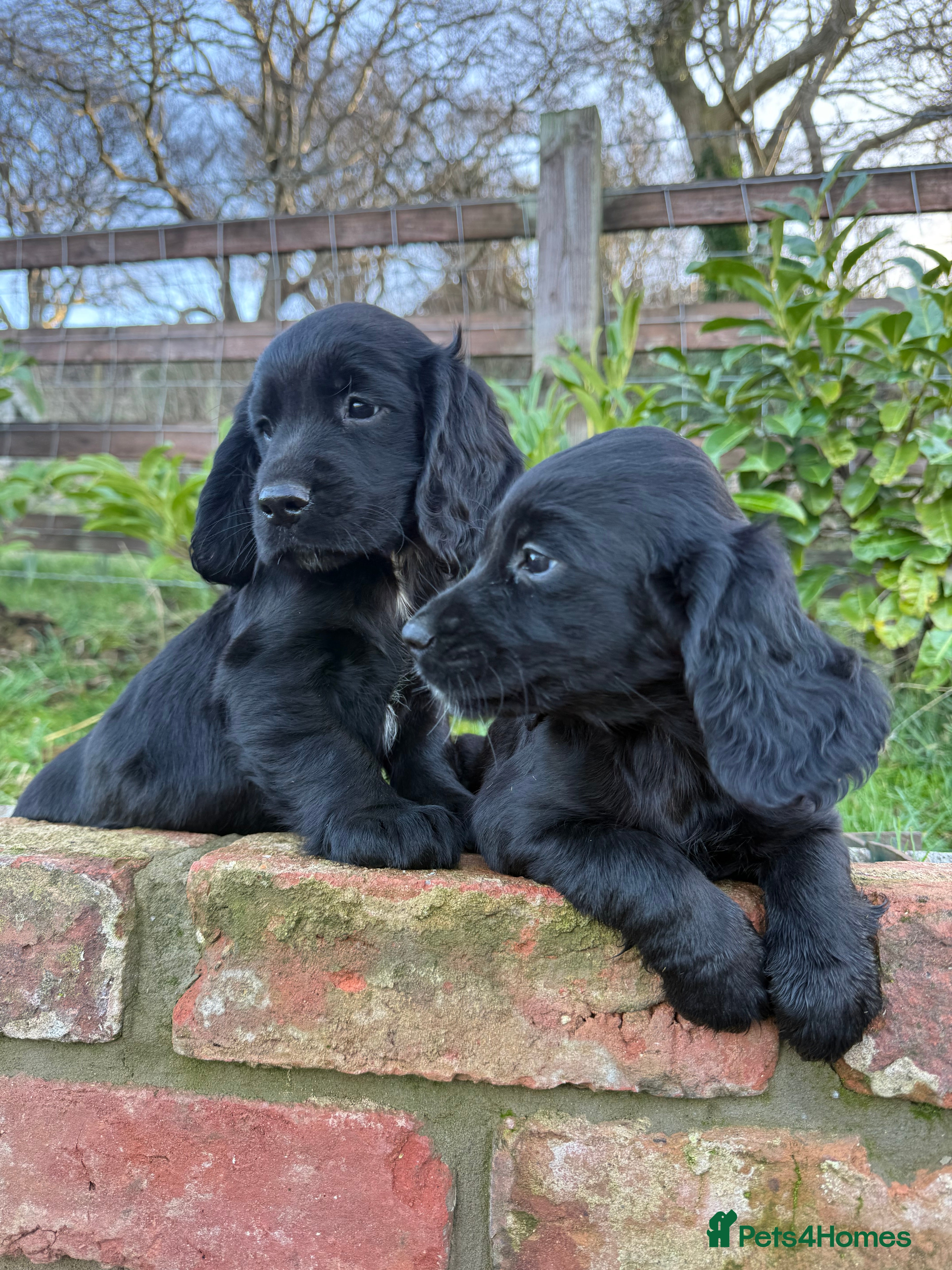 Sprocker dogs Stunning Sprocker puppies Cocker/Springer  - Advert 7