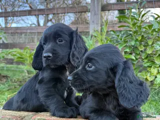 Sprocker dogs Stunning Sprocker puppies Cocker/Springer - Advert 7