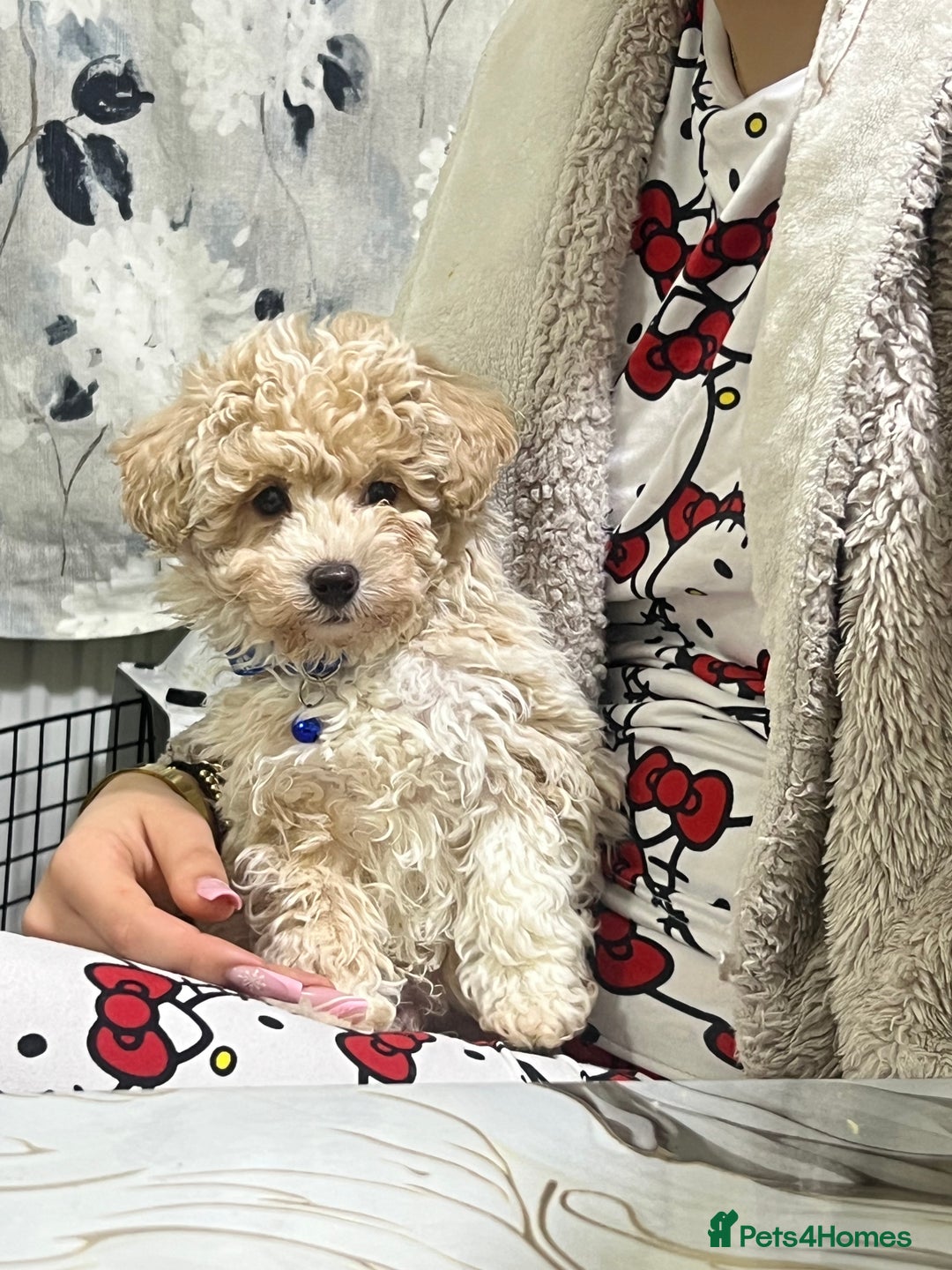 Maltipoo dogs for sale: Maltipoo F1 Males💙 - Advert 12