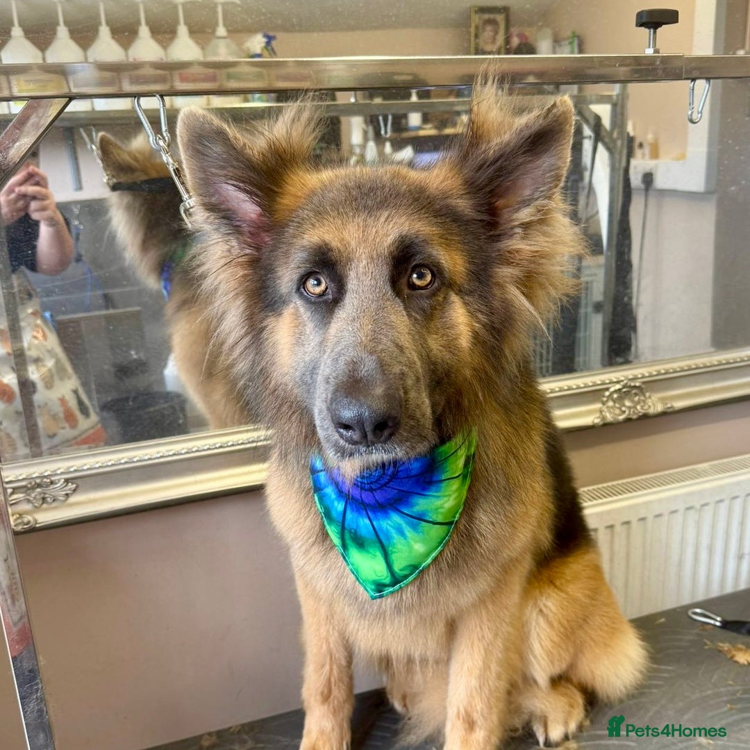 German Shepherd dogs for sale: Sweet German Shepherd Looking for Home - Image 3