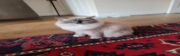 Ragdoll cats for sale: 💜 Stunning Lilac Ragdoll Kitten Boy - Advert 2
