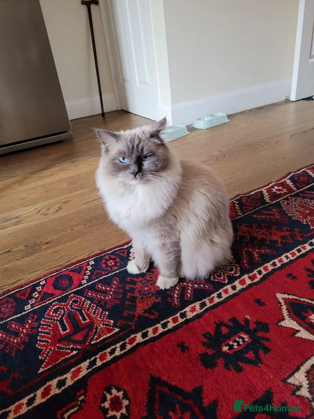 Ragdoll cats for sale: 💜 Stunning Lilac Ragdoll Kitten Boy - Advert 2