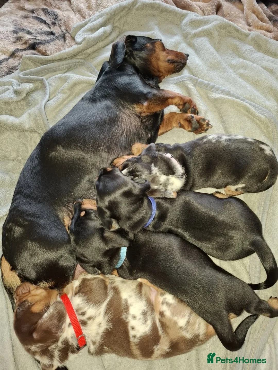 Miniature Dachshund dogs for sale: stunning miniature dachshunds puppies for sale - Advert 2