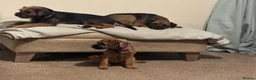 Border Terrier dogs for sale: Stunning litter of border terrier puppies  - Advert 3