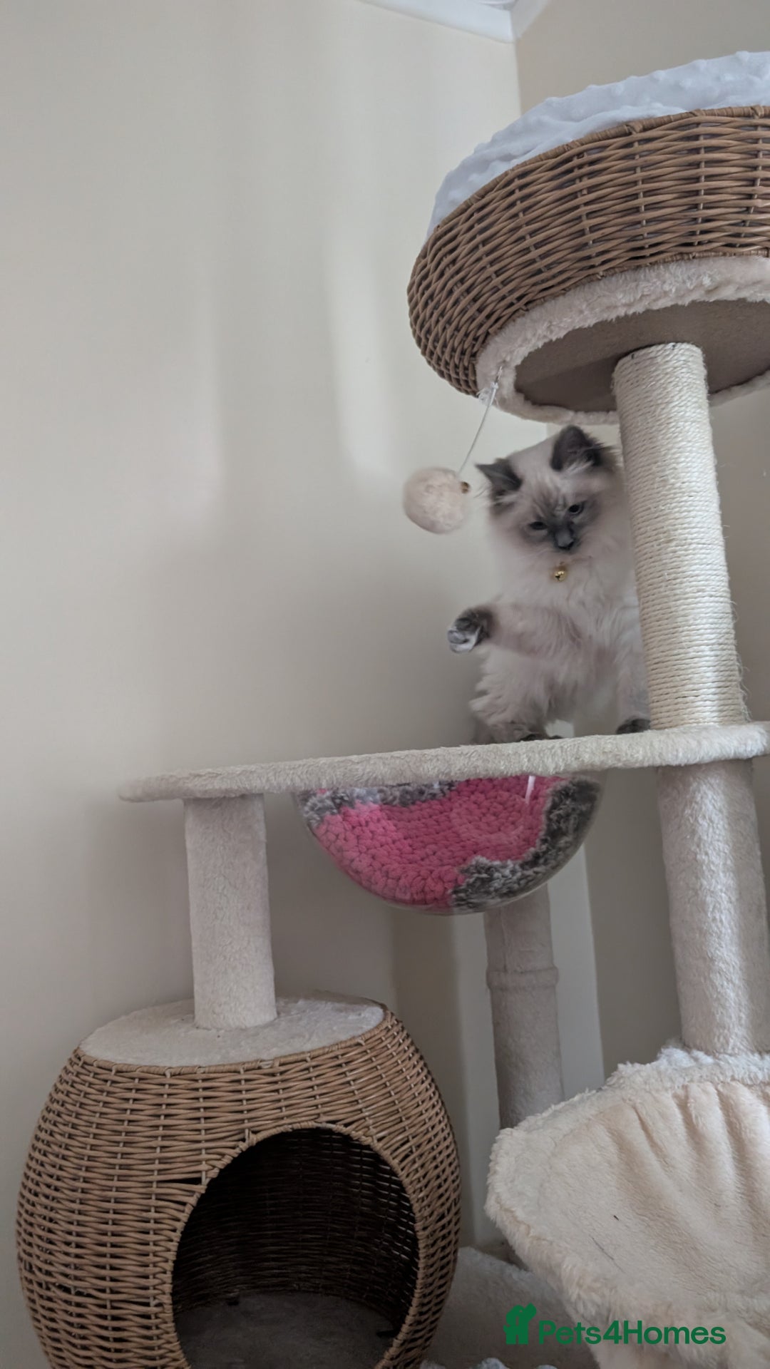 Ragdoll cats for sale: Female ragdoll  - Advert 3