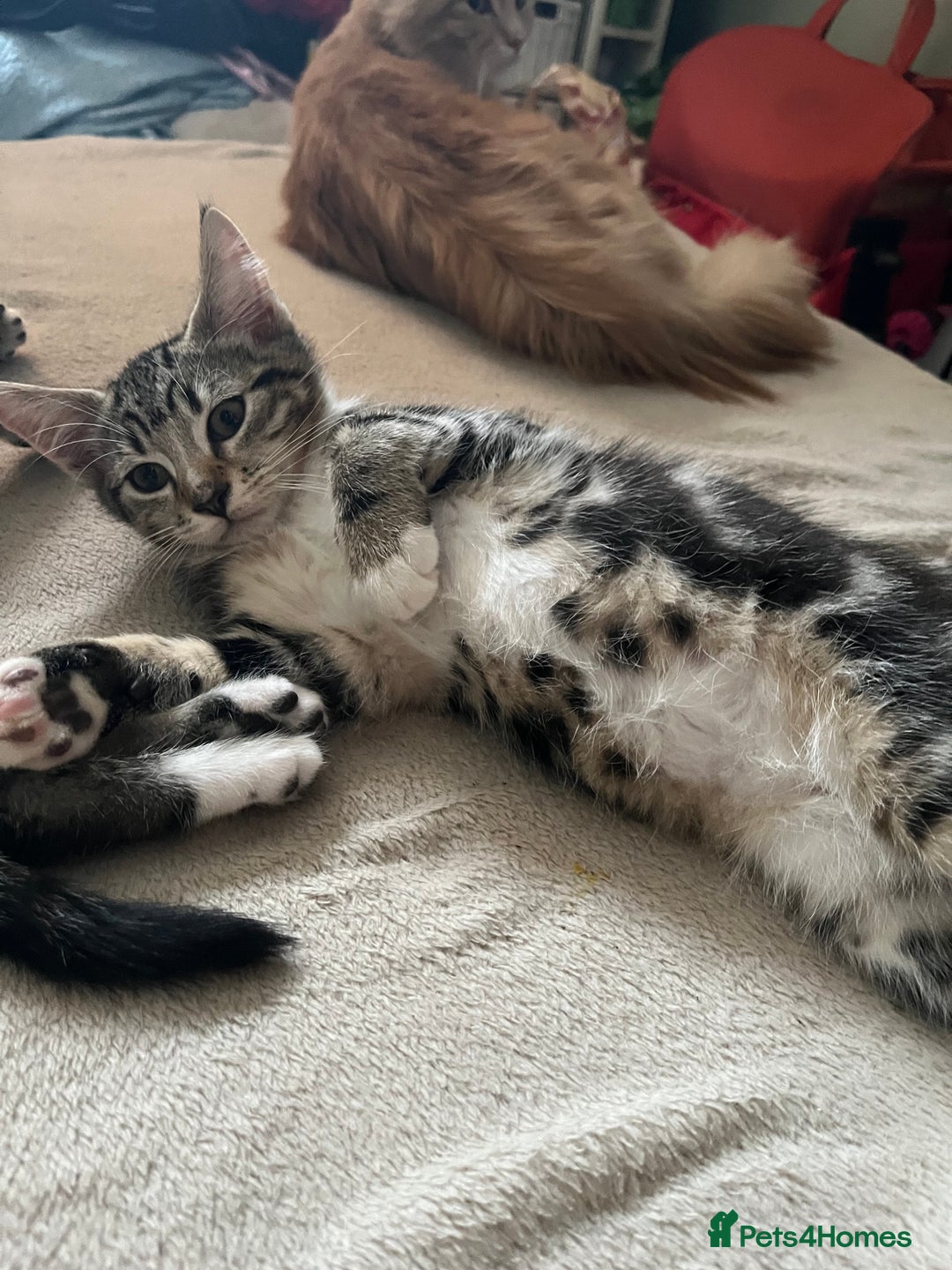 Maine Coon cats for sale: Adorable Kittens - Image 9