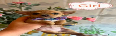 Chihuahua 5